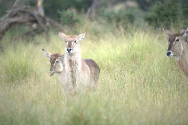 Savanada bir keçi sürüsü
