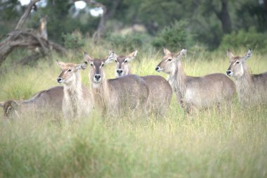 Doğal ortamdaki bir grup kuantilop.