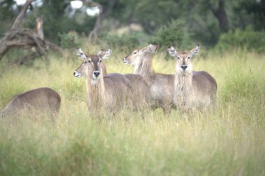 Bir grup vahşi geyik