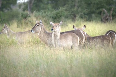 kudu, equus equus, equus gelaphus, lichagi - ligelaphus, gelaphi,