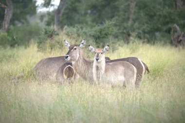 Dişi hyaena doğada