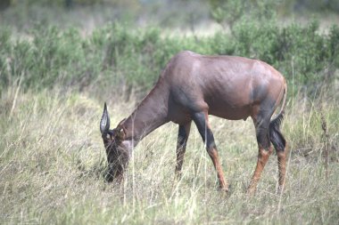Kenya 'nın güneyindeki Afrika bozkırında boynuzlu dişi bir ceylan..