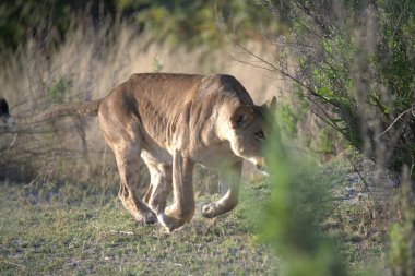Parktaki dişi aslan.