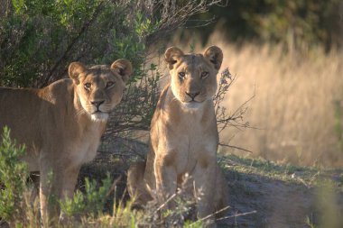 Lions (panthera leo) Botswana, Afrika 'daki ulusal parkta