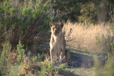 Kenya savanındaki aslan