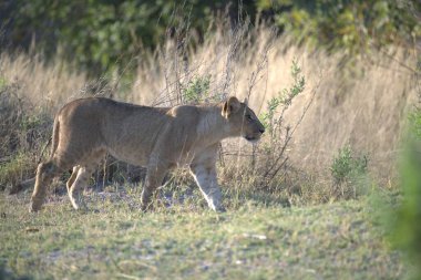 Vahşi Afrika aslanı (panthera leo ).