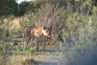 Ormandaki çimlerde vahşi bir geyik