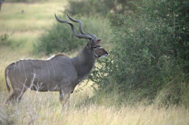 Çimenlerde büyük boynuzları olan bir erkek kudu.