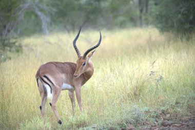 Impala Kenya 'daki milli parkta