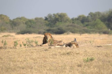 Afrika savanındaki aslan.