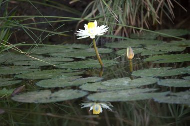 Bahçedeki güzel nilüfer çiçeği
