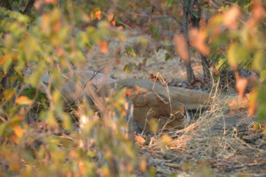Yerde genç bir geyiğin güzel bir görüntüsü.