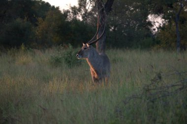 Ormanda büyük geyik.