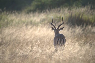 Ormandaki kırmızı geyik