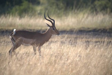 Tarlada güzel bir dişi geyik resmi.