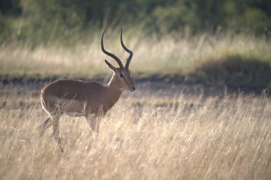 Vahşi doğada kırmızı geyik, doğa koruma alanı, fauna