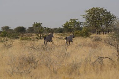 Büyük bir vahşi zebra grubu bozkırda otluyor.