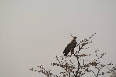 Doğadaki güzel kuş