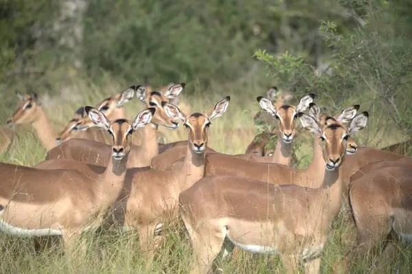 Ormandaki bir grup vahşi geyik