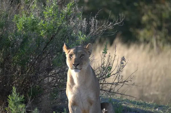 Vahşi dişi aslan, Panthera Leo.