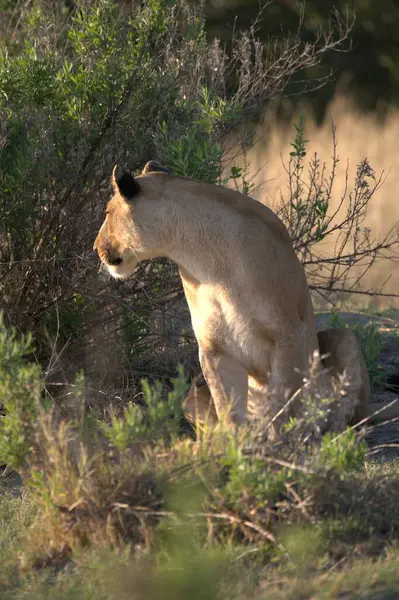 Kenya savanındaki aslan