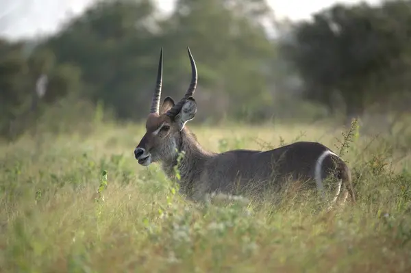 Erkek impala (ceraepaceros us ampampampus), Kruger Ulusal Parkı, Afrika
