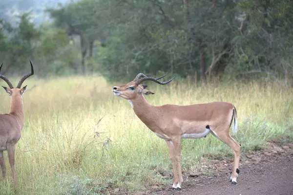 Parktaki erkek ve erkek geyik