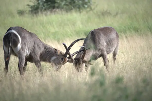 Bir çift yabani geyik otların arasında