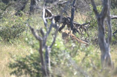 Afrika 'daki Kenya savanasında aslan avlıyorlar.