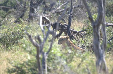 Güney Afrika savanındaki çita. Tehlikeli hayvan kavramı.