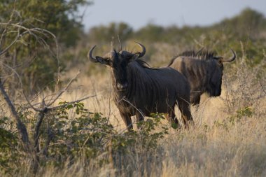 Tarlada büyük boynuzları olan büyük siyah bir boğa.