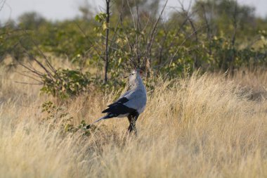 Afrika 'da beyaz taçlı vinç
