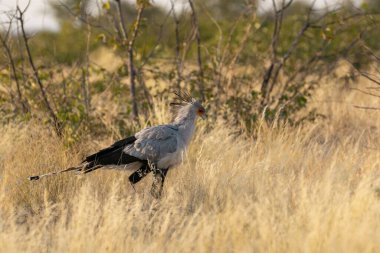 Kenya bozkırında siyah vinç