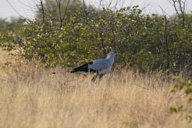Tarladaki çimlerin üzerinde beyaz bir kuş