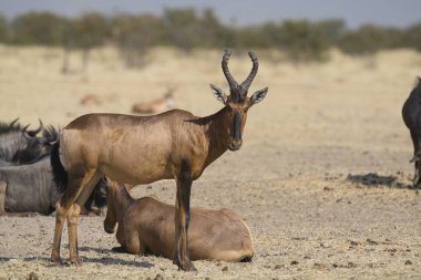 Bir grup ceylan antilobu, etosha