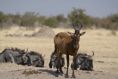 Savanda bir zebra sürüsü.