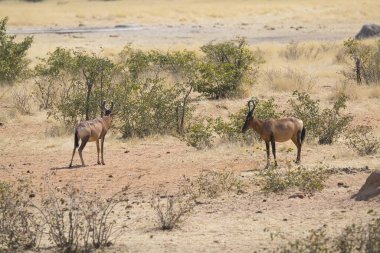 Namibya, Savannah 'da bir grup vahşi hayvan.