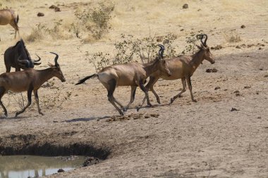 Savanadaki büyük bir vahşi fil grubu.