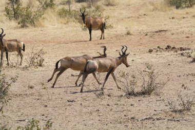 Afrika savanasının savanasında vahşi bir kadu.