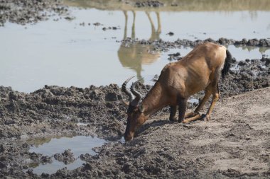 Siyah başlı keçi köyde çamurda yürüyor..
