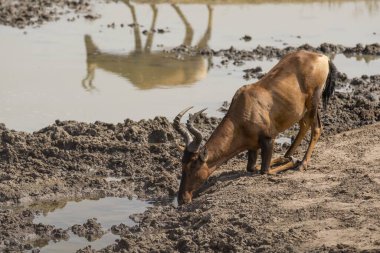 Sudaki bir ineğin yakın plan fotoğrafı.