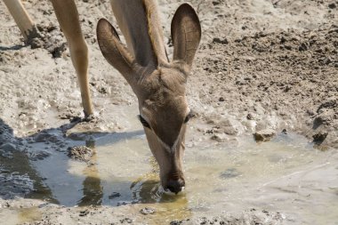 Hayvanat bahçesinde elinde su kovası olan genç bir dişi zürafa.