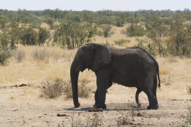 Savanadaki Afrika fili