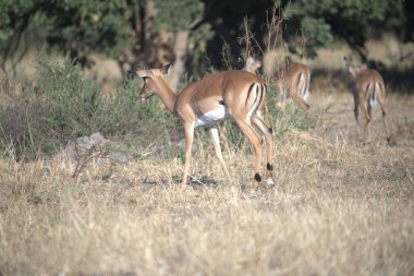 Ormanda bir grup geyik