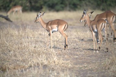 İmpala vahşi doğada