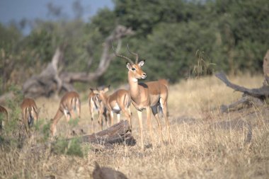 İmpala Güney Afrika 'daki Kruger Ulusal Parkı' nda.