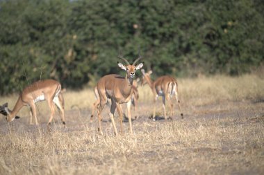Savanadaki kırmızı geyik.