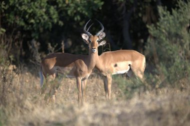 Kırmızı kuyruklu ceylan doğal yaşam alanında.