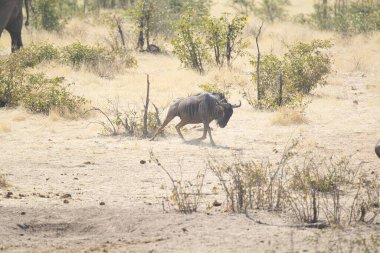 Savanadaki bir grup vahşi hayvan.