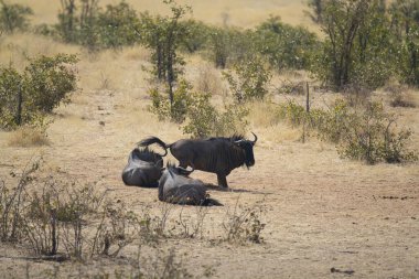 Kenya bozkırında bir bufalo grubu.
